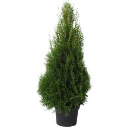 Thuja På Lager I Varehus Staude