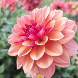 Shein 195pcs Mixed Dahlia Seeds Compound Petals
