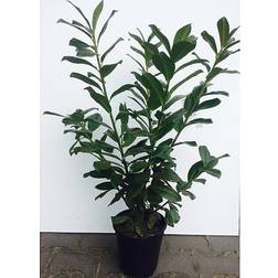 Kirsebærlaurbær Prunus Novita 21 cm Potte Staude
