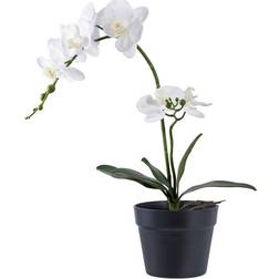 House Nordic Orchid Green/White Artificial Plant