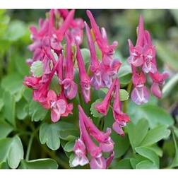 Shein 230pcs Violet Flower Seeds Plants
