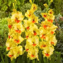 Shein Seeds 2 Gladiolus Flower B-Ulbs F8001-420