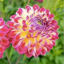 Shein 200PCS Garden PlantZinnia Seeds