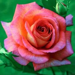 Shein 200 Seeds Rose Passionate Love Planting Garden Decoration