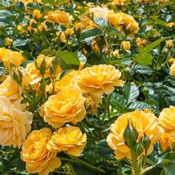 Shein Julia Child Rosa Floribunda Rose Seeds 100