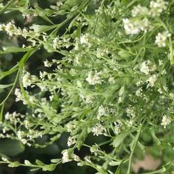 Shein 100 Tall Cress Flower Seeds