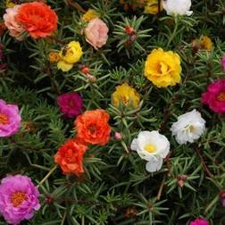 Shein 215pcs Mixed Moss Rose Seeds