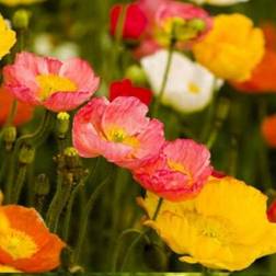 Shein Seeds Yu Meiren Flower Seed