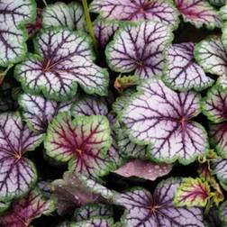 Shein 100 Mixed Colors Coral Bells Heuchera Shade Flower Seeds