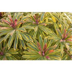 Euphorbia X Martinii Ascot Rainbow 9cm Potted Plant