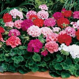 Shein Mixed Geranium Seeds For Planting