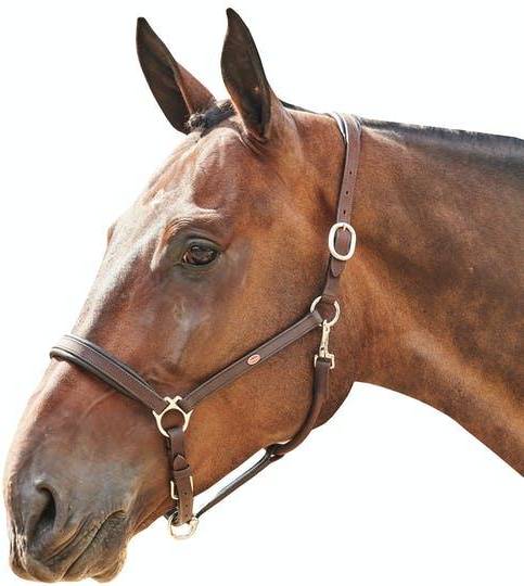 Whitaker Ready to Ride Head Collar