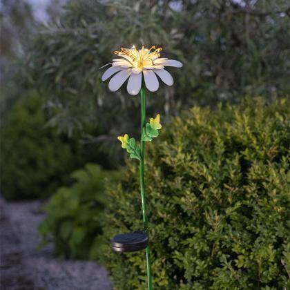 Daisy