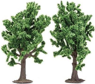 Beech Trees Model