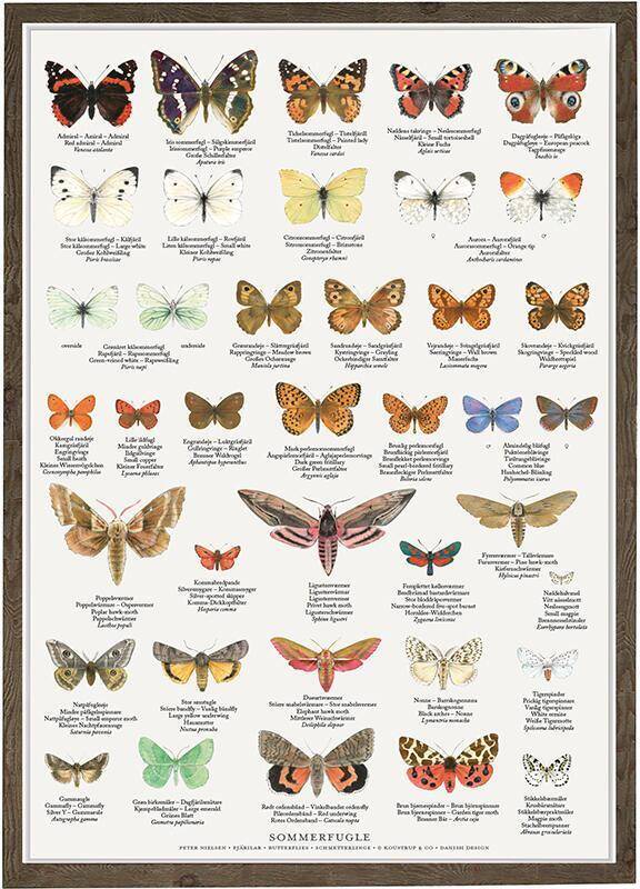 Butterflies