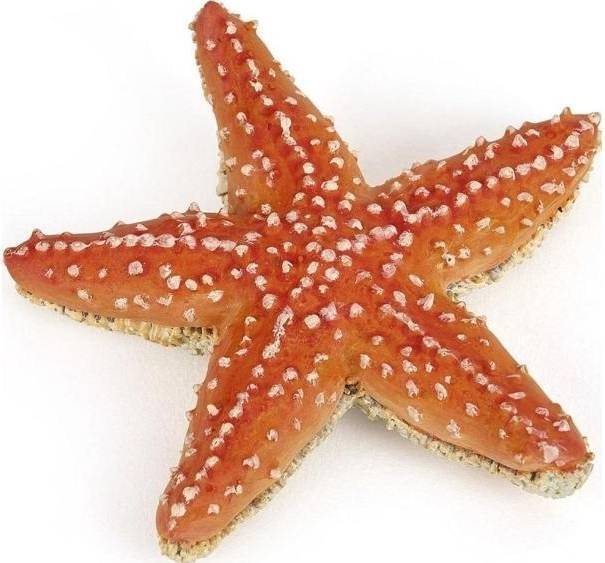 Starfish