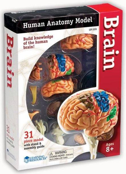 Learning Resources Anatomy Model Brain