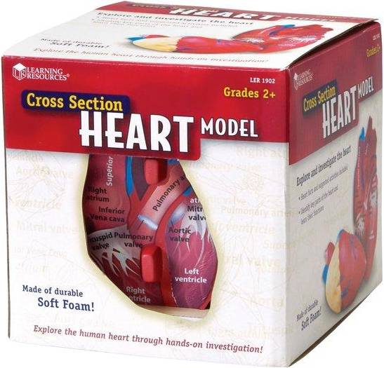 Learning Resources Cross Section Heart Model