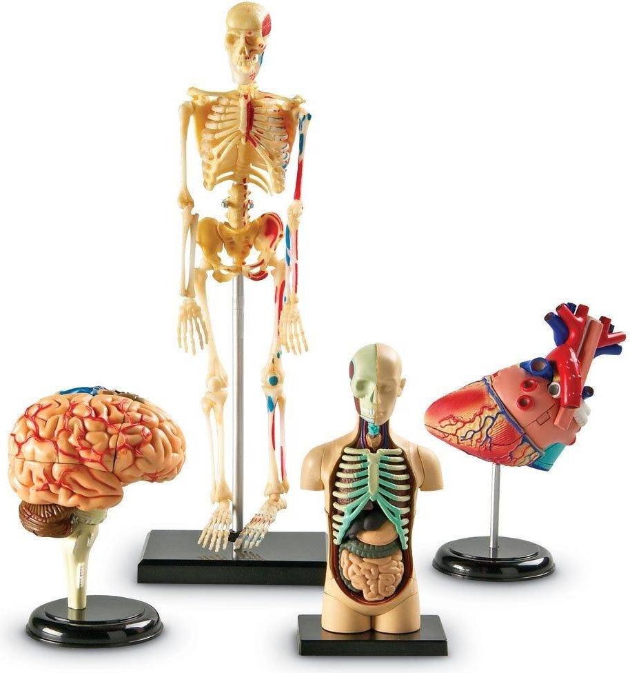 Learning Resources Anatomy Models Bundle