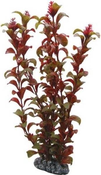 Dohse Rotala 30 cm