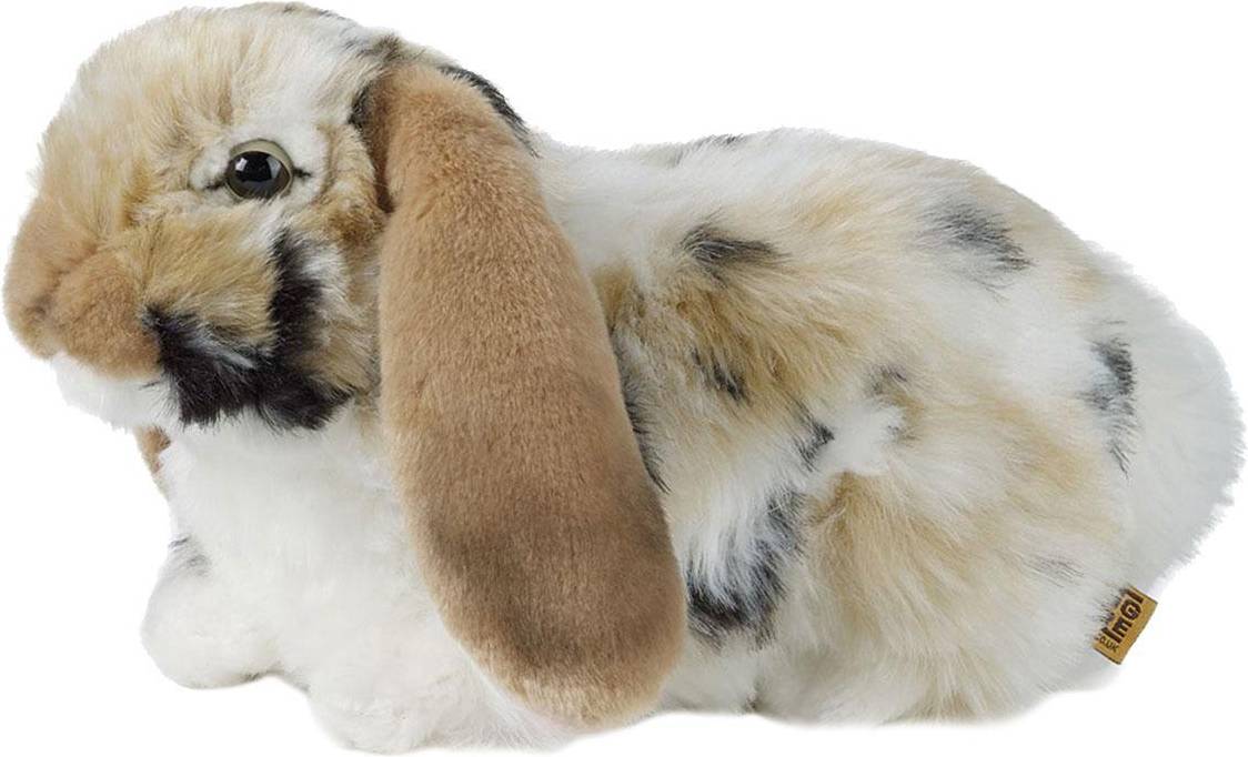 Brown Dutch Lop Eared Rabbit