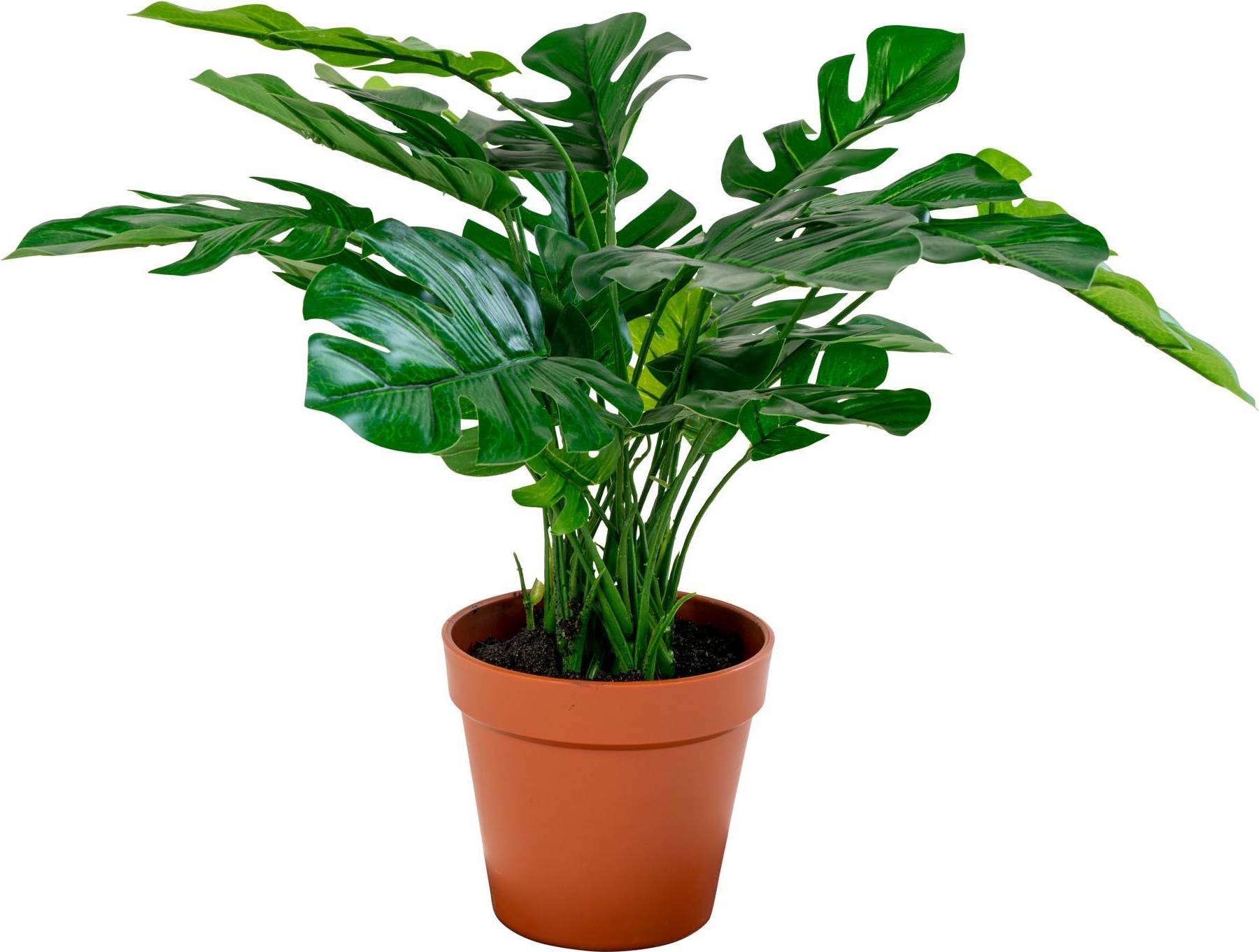 Monstera