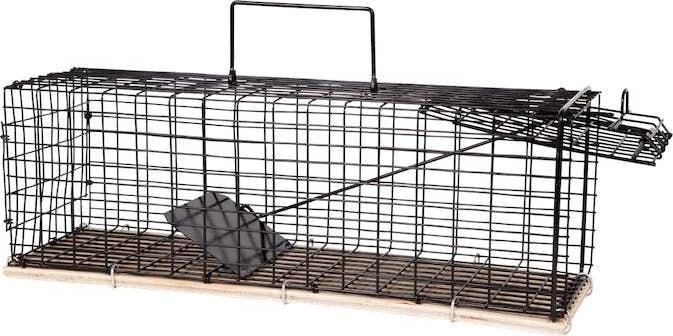 Cage Lion R1