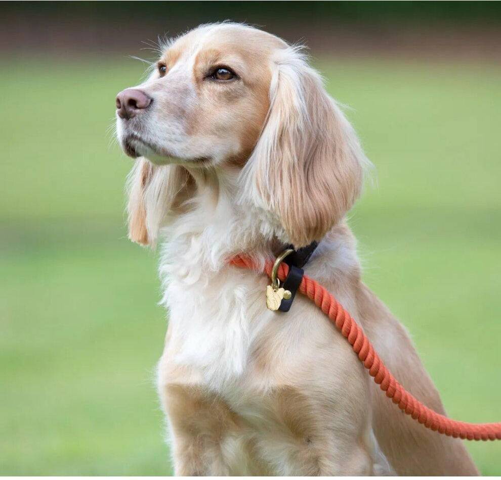 One Size Rope Slip Dog Lead