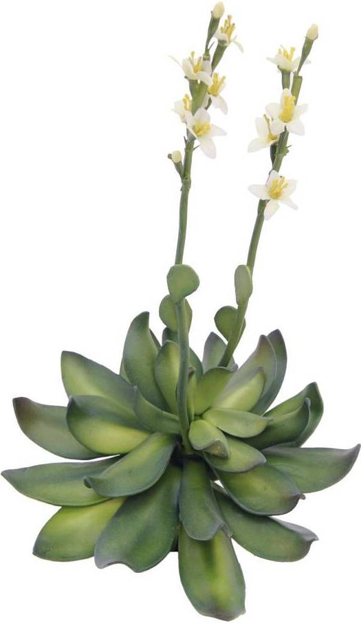Houseleeks