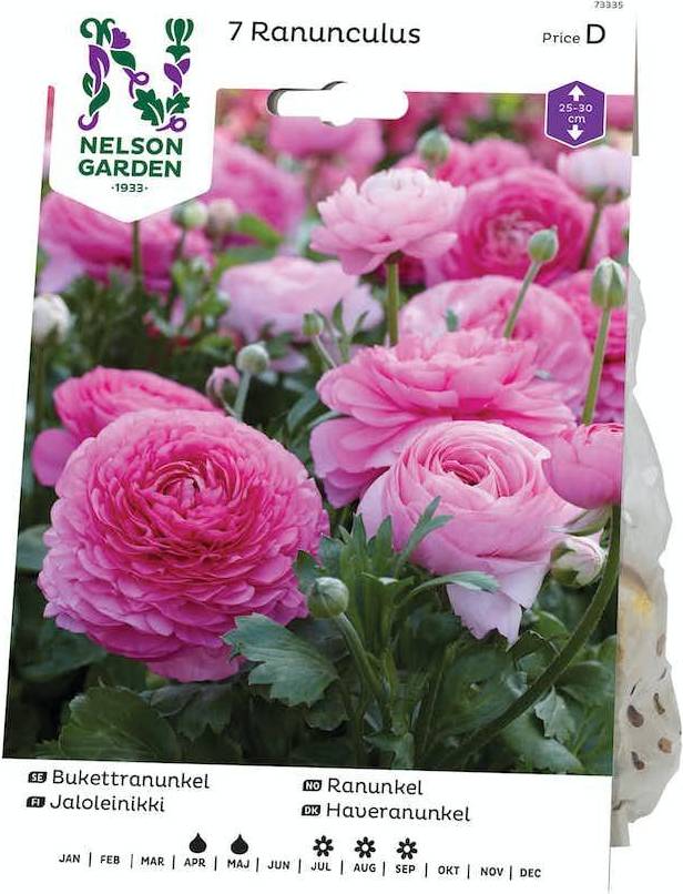 Nelson Garden Ranunkel, Ranunculus, rosa