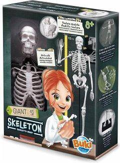 Skeleton Multicoloured