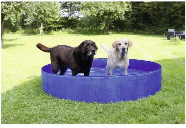 Dog Pool Bleu
