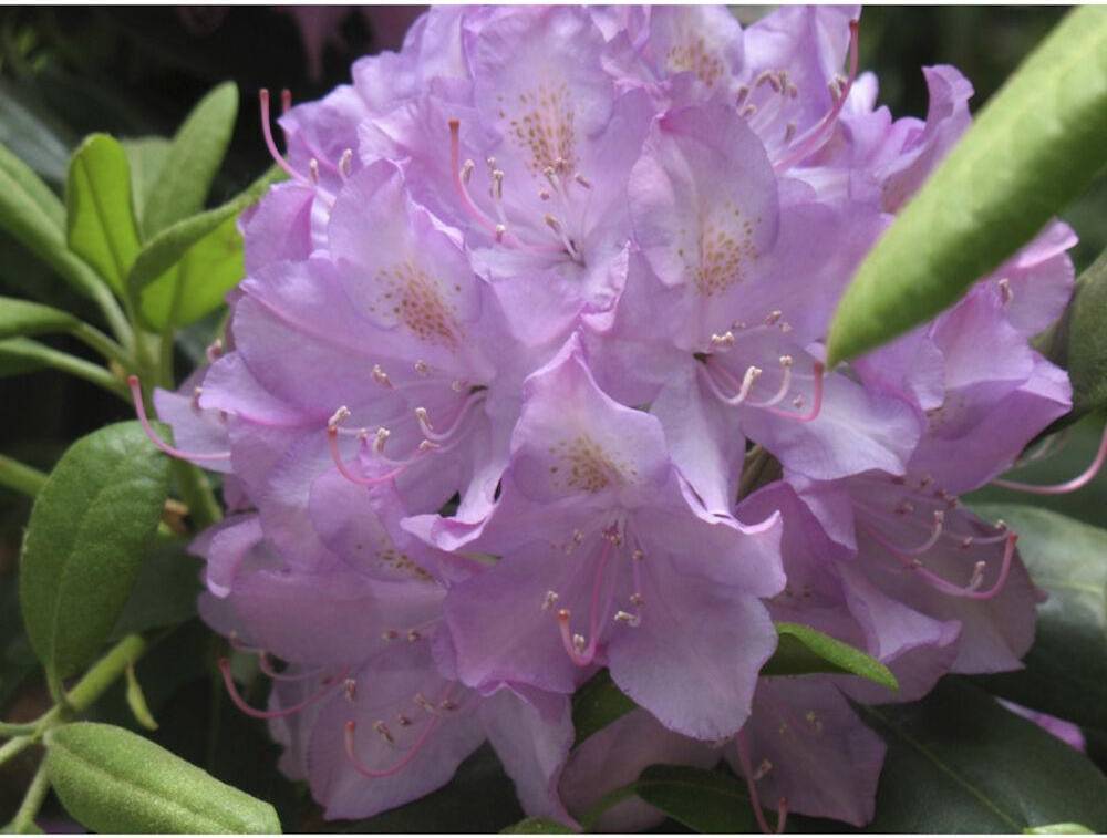 Silvan Silvan Rhododendron Japansk Azalea