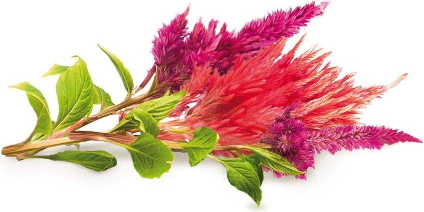 Smart Garden Refill 3-pack Cockscomb