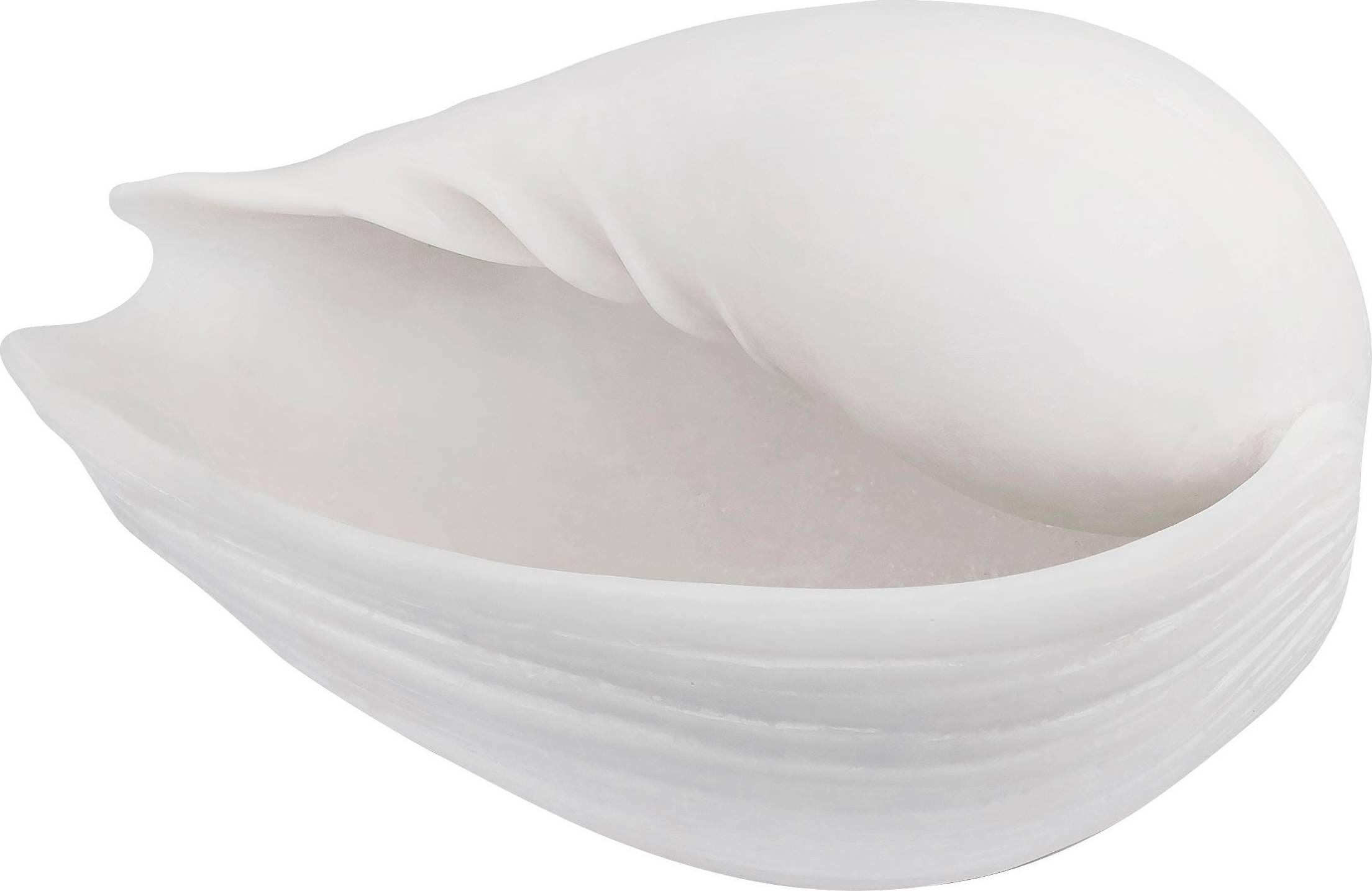Denmark Conch Shell