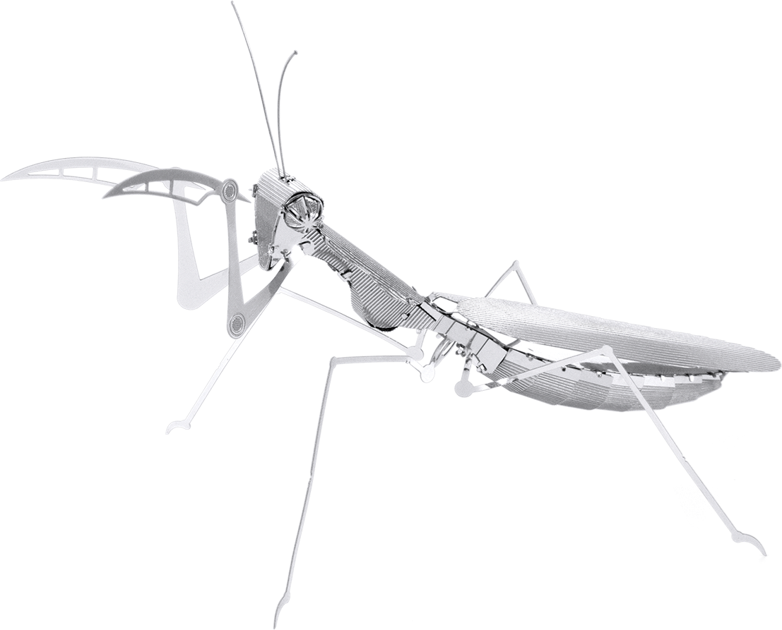 Praying Mantis