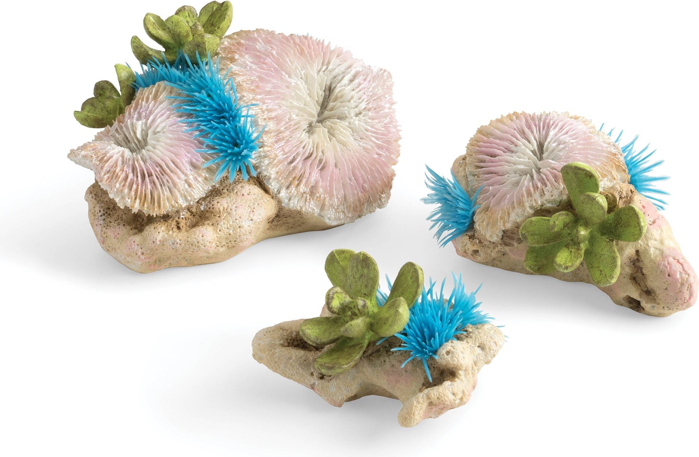 Plate Corals & Button Polyps Set