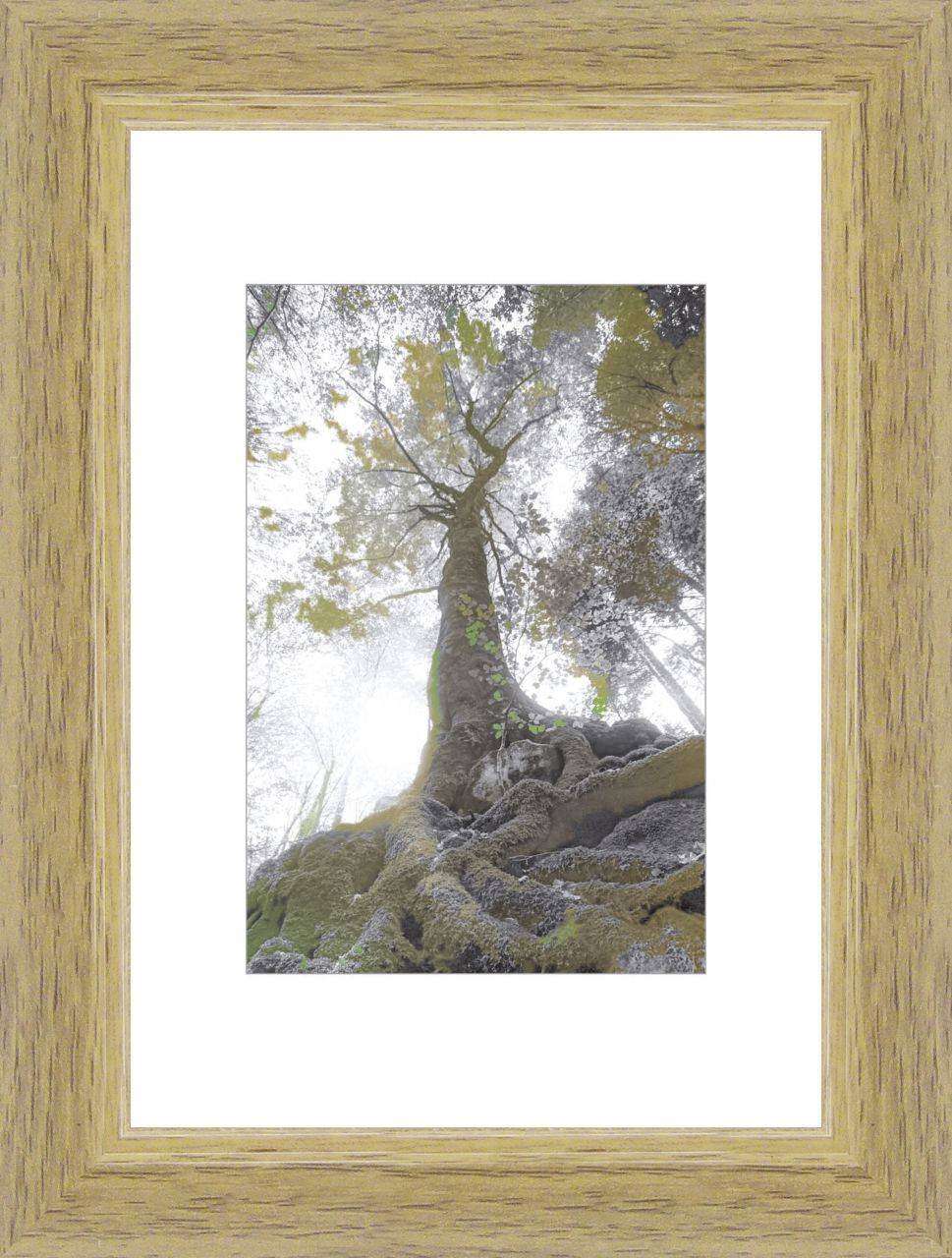 Modern eiche, 9