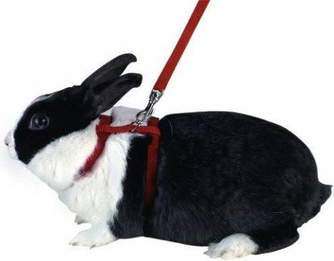 Kerbl Harnesses for Rabbits Assorted Colours