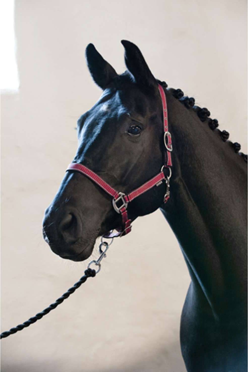 Cavezza Puledro Pony Rio - Rouge