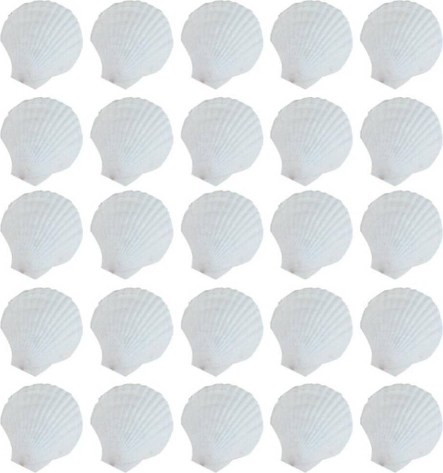 HKHBJS 25pcs Natural Scallop Shell, Special For Handmade Diy Coloring Shell