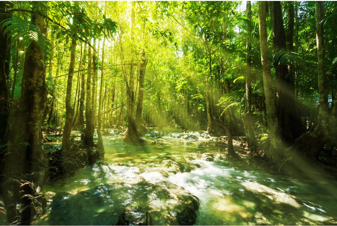 Waterfall In Rainforest
