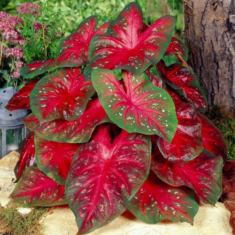 Caladium Red Flash