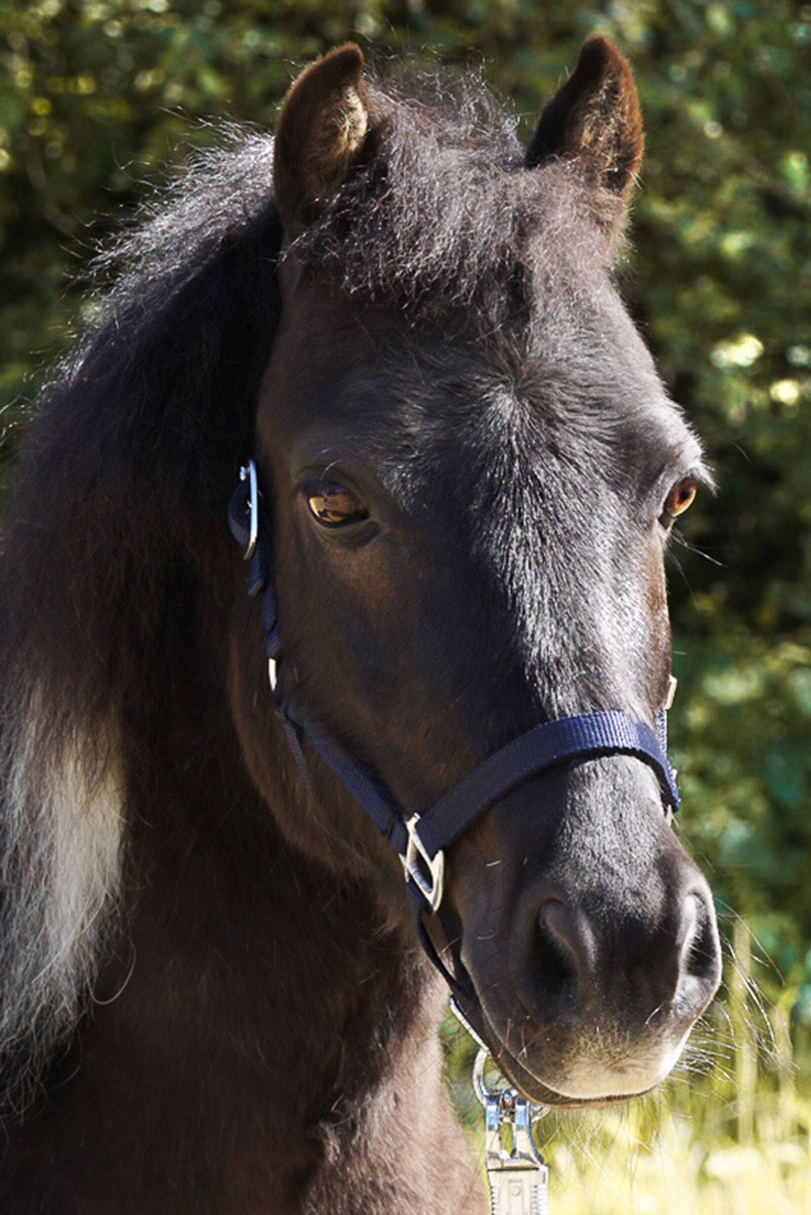 Halter For Horses In Two Different Sizes Shorty - Bleu