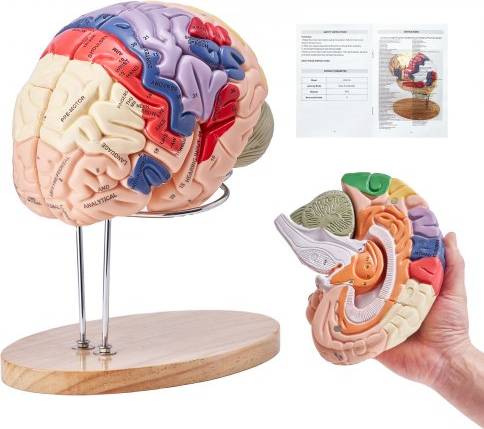 VEVOR Human Brain Model Anatomy 2X Life-Size 4-Part with Labels & Display Base