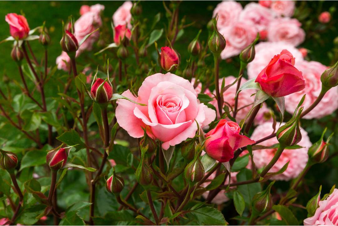 Pink roses Canora Grey Pink Roses In Framed Art
