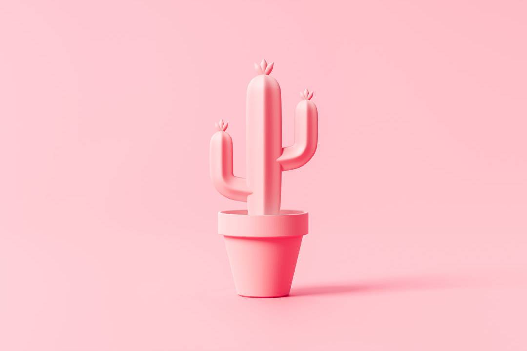 Pink Cactus
