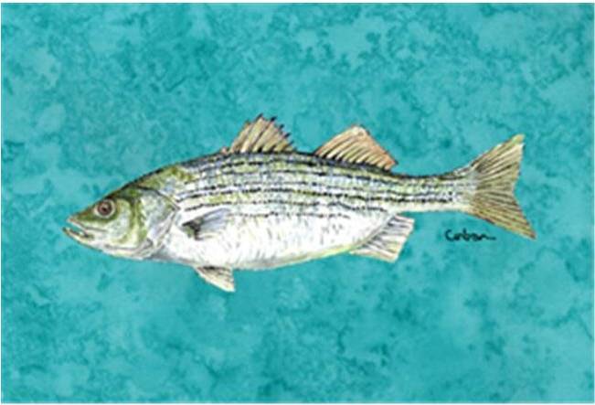 CoolCookware Fish Striped Bass Place Mat