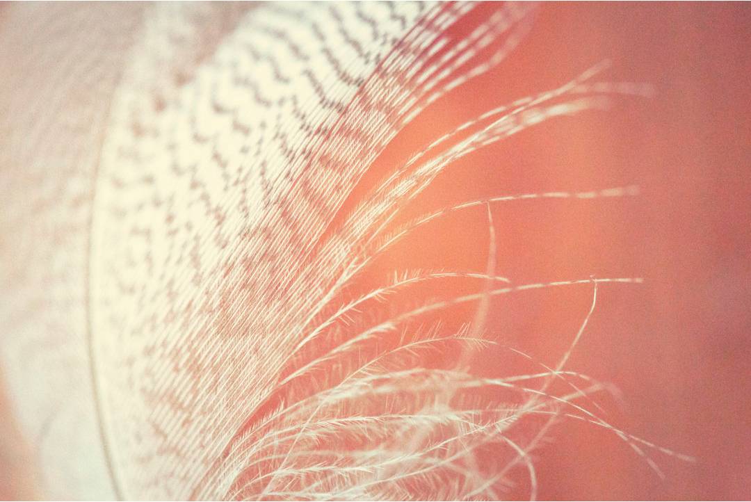 Feather