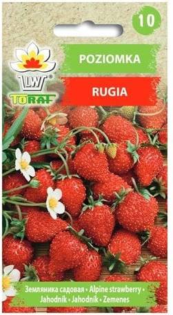 Vilde Vilde Jordbær Rugia Sort